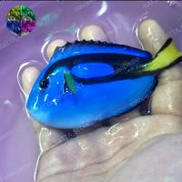 Gambar ikan hias air laut dori size m dari RATTA STORE JKT undefined 1 Tokopedia