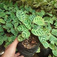 Gambar tanaman hias calathea sepat dari Nay_taman undefined 2 Tokopedia