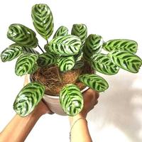 Gambar tanaman hias calathea sepat dari Nay_taman undefined 1 Tokopedia