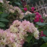 Gambar bougenville hawai cherry blossom dari mimiwow hasanah undefined 2 Tokopedia