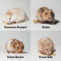 Gambar Hamster Syrian / Winter White / Roborovski / Campbell - C. Normal dari Cupang Guppy Kingdom undefined 4 Tokopedia