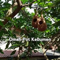 Gambar TERMURAH...!! glodok sarang burung lovebird parkit dekorasi outdoor dari variancell undefined 4 Tokopedia