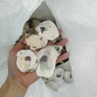 Gambar oyster atau kulit kerang isi 500 gram untuk menetralkan ph air. dari toko bangunan88 undefined 2 Tokopedia