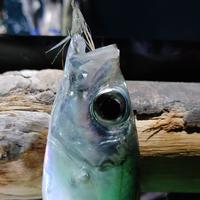 Gambar Kotrekan Sabiki Handmade No 18 Hook Mustad Putih Glow Flashy Killer dari NORTH BLUE FISHING undefined 2 Tokopedia