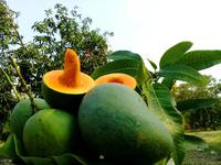 Gambar Bibit Mangga Alpukat Klonal Garansi Valid dari NARA GARDEN undefined 1 Tokopedia