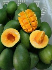 Gambar Bibit Mangga Alpukat Klonal Garansi Valid dari NARA GARDEN undefined 2 Tokopedia