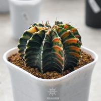 Gambar Indukan Kaktus LB Varigata Single Spine - B dari JOGJAGURUN undefined 4 Tokopedia