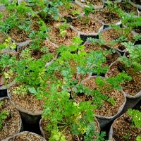 Gambar tanaman sayuran peterseli/parsley dari gaith florist undefined 4 Tokopedia