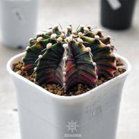 Gambar Indukan Kaktus LB Varigata Single Spine - B dari JOGJAGURUN undefined 5 Tokopedia