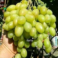 Gambar Bibit tanaman Anggur Impor varietas ilaria dari BMK GRAPE undefined 1 Tokopedia