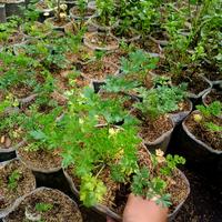 Gambar tanaman sayuran peterseli/parsley dari gaith florist undefined 3 Tokopedia
