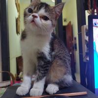 Gambar Kitten Munchkin Persia Flatnose dari Mai Shop24 undefined 4 Tokopedia