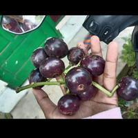 Gambar Buah kupa-gowok segar 500gram dari Bumi Alam Ind undefined 1 Tokopedia