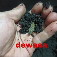 Gambar gaang/orong-orong/anjing tanah - sedang dari Yoyok online shop yp undefined 5 Tokopedia