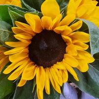 Gambar Bunga Matahari Fresh - Import, 10 tangkai dari Tevia Florist undefined 1 Tokopedia