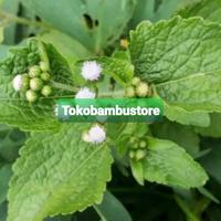 Gambar Daun bandotan segar daun babadotan 1 kg-az dari Tokobambushop undefined 1 Tokopedia