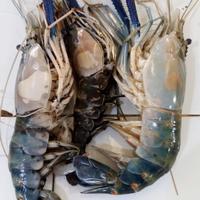 Gambar Udang Gala 500gr dari Pasar modern BSD undefined 1 Tokopedia