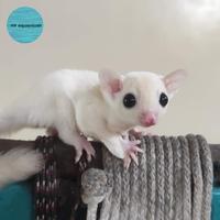 Gambar sugar glider leucistic joey sg leu imut dari air aquarium undefined 1 Tokopedia