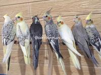 Gambar burung falk parkit Australia dari Parrot Nusantara undefined 2 Tokopedia