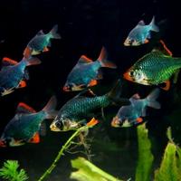 Gambar ikan sumatra green tiger barb / ikan sumatra green tiger dari Fauna aqua undefined 1 Tokopedia
