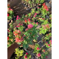 Gambar Tanaman hias Singapore Peach (orannye) orii dari Raffy Green Lanscape undefined 3 Tokopedia