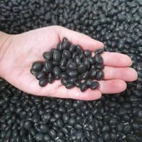 Gambar Kacang Kedelai Hitam Soy Beans 1 kg, Super PREMIUM Kualitas terbaik A dari olshopzaini undefined 3 Tokopedia