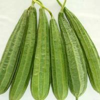 Gambar oyong 1 kg dari BAKULNYA SAYUR_NEW undefined 1 Tokopedia