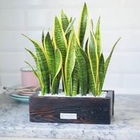 Gambar Tanaman Hias Sansivera Kuning Pembersih Udara Tanaman Hidup Sensivera dari Bibit Seed plant undefined 1 Tokopedia
