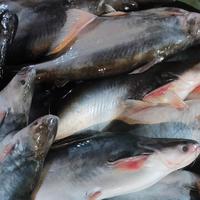 Gambar ikan patin segar - 1 KG, Dibersihkan dari Ikan Segar Dije Jakarta undefined 1 Tokopedia