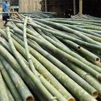 Gambar bambu utuh bulat panjang 60cm dari Sila Utama undefined 1 Tokopedia
