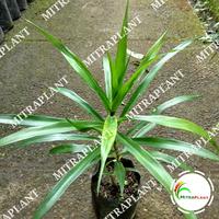 Gambar Bibit Tanaman Daun Suji - Pohon Pandan - Untuk Pewarna Alami dari mitraplant undefined 1 Tokopedia