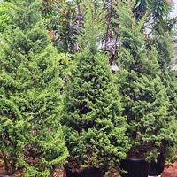 Gambar pohon Cemara natal dari Aqila flora undefined 4 Tokopedia