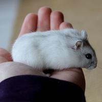 Gambar Hamster Winter White Pearl Sehat Jinak Kalem Aman Untuk Pemula Usia 1-2 Bulan Pengiriman Area Semarang Khusus Grab Gosend dari Hammy hamster semarang undefined 1 Tokopedia