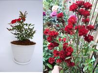 Gambar Mawar Babyrose sudah Berbunga - Tanaman Bunga Baby Rose murah Bibit Tumbuhan - Merah dari MasnoIndoorJungle undefined 3 Tokopedia