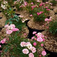 Gambar Mawar Babyrose sudah Berbunga - Tanaman Bunga Baby Rose murah Bibit Tumbuhan - Merah dari MasnoIndoorJungle undefined 2 Tokopedia