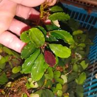 Gambar Bucephalandra Brownie Super Red dari Sheryl Aquascaper undefined 3 Tokopedia