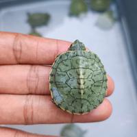 Gambar hiasan aquarium kura kura RES red eye slider brazil dari sulcata kebumen undefined 1 Tokopedia