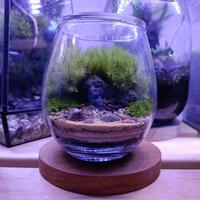 Gambar Mini Terrarium dari Terralive Bandung undefined 3 Tokopedia