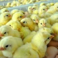 Gambar Bibit Anak Ayam Doc Boiler - Beli 10 free 1 dari betta aduhay undefined 1 Tokopedia