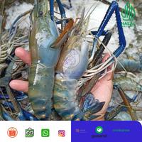 Gambar UDANG GALAH/ UDANG GALAH JUMBO 4-6 EKOR/ UDANG SATANG dari JAKARTA SALMON undefined 1 Tokopedia