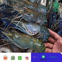Gambar UDANG GALAH/ UDANG GALAH JUMBO 4-6 EKOR/ UDANG SATANG dari JAKARTA SALMON undefined 5 Tokopedia