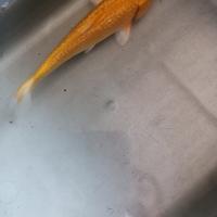 Gambar ikan koi karashi lemon ginrin 17cm hiasan kolam dari Aquasmi fish undefined 3 Tokopedia