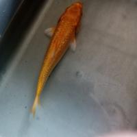 Gambar ikan koi karashi lemon ginrin 17cm hiasan kolam dari Aquasmi fish undefined 5 Tokopedia