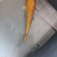 Gambar ikan koi karashi lemon ginrin 17cm hiasan kolam dari Aquasmi fish undefined 2 Tokopedia