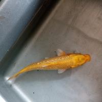 Gambar ikan koi karashi lemon ginrin 17cm hiasan kolam dari Aquasmi fish undefined 1 Tokopedia