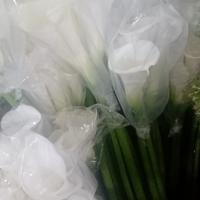 Gambar bunga calla lily fresh per ikat isi 5 tangkai dari syifaflorist undefined 1 Tokopedia
