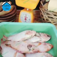 Gambar Ikan Mujair Nila Kakap Fresh/Bumbu Kuning Budidaya Rumah Tani - Bumbu Kuning dari RUMAH TANI DEPOK undefined 2 Tokopedia