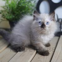 Gambar Himalaya Anak Kucing Kitten Himalaya Seal Point dari Nekopethouse - Adopsi Kucing undefined 3 Tokopedia