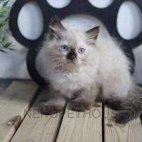 Gambar Himalaya Anak Kucing Kitten Himalaya Seal Point dari Nekopethouse - Adopsi Kucing undefined 2 Tokopedia