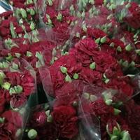 Gambar bunga carnation merah marun fresh 20 tangkai dari syifaflorist undefined 3 Tokopedia